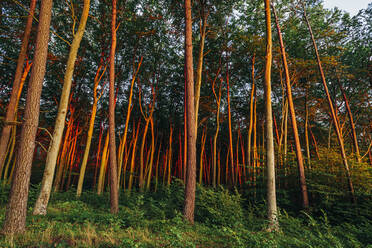 Low angle view of trees growing in forest at Poland - MJF02422