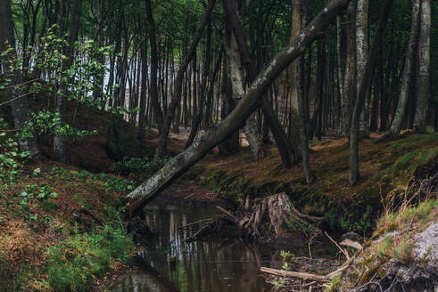 Bach inmitten von Bäumen in einem Waldgebiet in Polen - MJF02425