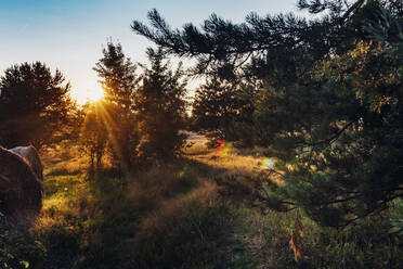 Landschaftliche Ansicht von Bäumen, die auf einem Feld wachsen, gegen den Himmel bei Sonnenuntergang, Polen - MJF02426