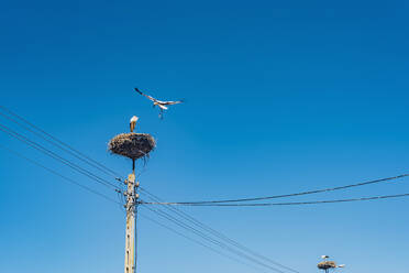 Niedriger Blickwinkel auf Vögel über Nestern auf Strommasten gegen den klaren blauen Himmel, Polen - MJF02434