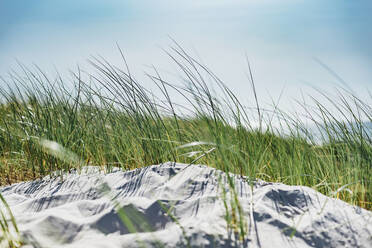 Gras wächst durch Sand gegen den Himmel an einem sonnigen Tag, Polen - MJF02435
