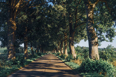 Empty road amidst trees growing in Pomerania, Poland - MJF02437