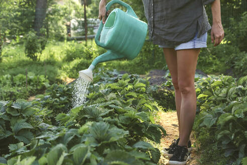 Nahaufnahme einer Frau, die Erdbeeren im Garten gießt - KNTF03044