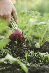 Close-up of woman harvesting red radish - KNTF03048