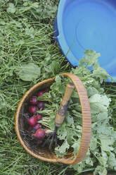 Harvested red radish in a basket - KNTF03051