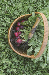 Harvested red radish in a basket - KNTF03052