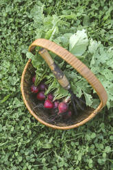 Harvested red radish in a basket - KNTF03053