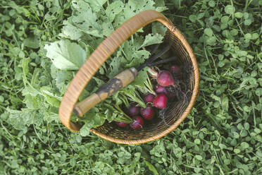 Harvested red radish in a basket - KNTF03054