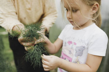 Großmutter mit Mädchen, das Dill im Garten hält - KMKF01027