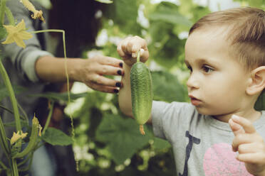 Mutter mit Kleinkind bei der Gurkenernte im Garten - KMKF01036