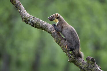 Baummarder auf einem Baum in einem Wald in Schottland - MJOF01704