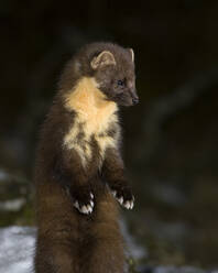 Pine marten in forest at Scotland - MJOF01711