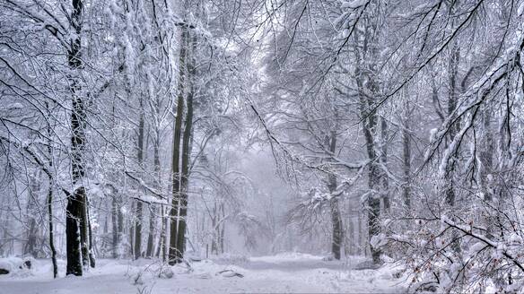 Wald im Winter, Erbeskopf, 816m, Naturpark Saar-Hunsrück, Rheinland Pfalz, Deutschland, Europa - RHPLF04544