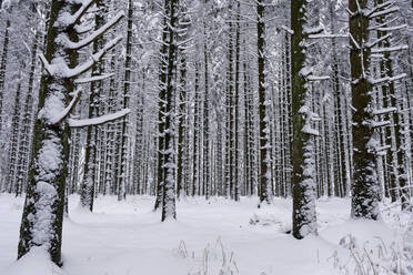 Forest in winter, Erbeskopf Mountain, 816m, Saar-Hunsrueck Nature Park, Rhineland-Palatinate, Germany, Europe - RHPLF04545