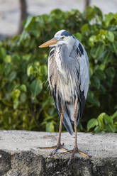 Ausgewachsener Blaureiher (Ardea herodias), in der Stadt Puerto Baquerizo Moreno, Isla San Cristobal, Galapagos, Ecuador, Südamerika - RHPLF04640