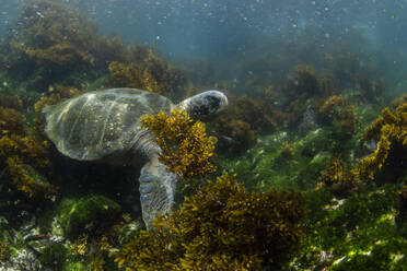 Pacific green sea turtle (Chelonia mydas) underwater on Fernandina Island, Galapagos, Ecuador, South America - RHPLF04644