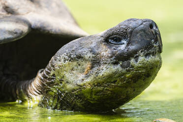 Wilde Galapagos-Riesenschildkröte (Geochelone elephantopus) in einer Schlammgrube auf der Insel Santa Cruz, Galapagos, Ecuador, Südamerika - RHPLF04649