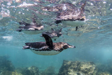 Galapagos-Pinguine (Spheniscus mendiculus) schwimmen unter Wasser auf der Insel Bartolome, Galapagos, Ecuador, Südamerika - RHPLF04651