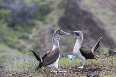 Blaufußtölpel-Paar (Sula nebouxii) bei der Balz auf der Insel San Cristobal, Galapagos, Ecuador, Südamerika - RHPLF04654