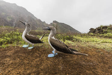 Blaufußtölpel-Paar (Sula nebouxii) bei der Balz auf der Insel San Cristobal, Galapagos, Ecuador, Südamerika - RHPLF04655