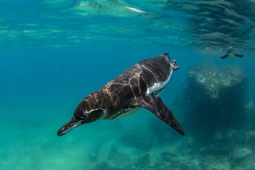 Galapagos-Pinguin (Spheniscus mendiculus) schwimmt unter Wasser auf der Insel Bartolome, Galapagos, Ecuador, Südamerika - RHPLF04657