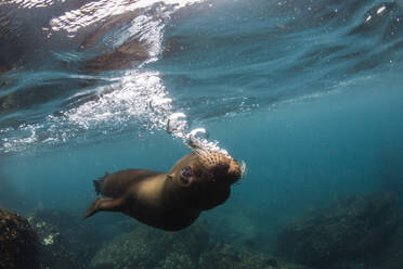 Galapagos-Seelöwe (Zalophus wollebaeki) unter Wasser auf der Insel Santiago, Galapagos, Ecuador, Südamerika - RHPLF04658