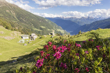 Rhododendren und Alpendorf, Alp San Romerio, Brusio, Kanton Graubünden, Poschiavo-Tal, Schweiz, Europa - RHPLF04687