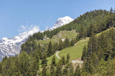 Grüner Wald und verschneite Berge, Alp San Romerio, Brusio, Kanton Graubünden, Poschiavo-Tal, Schweiz, Europa - RHPLF04688