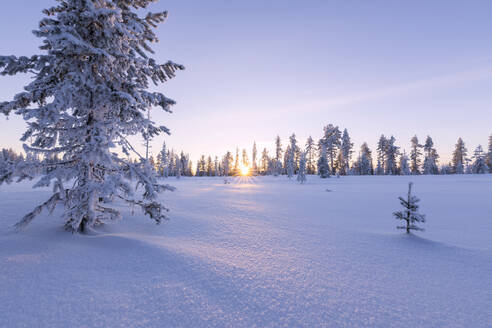 Rosa Himmel bei Sonnenuntergang über dem borealen Wald (Taiga), Kiruna, Landkreis Norrbotten, Lappland, Schweden, Skandinavien, Europa - RHPLF04693