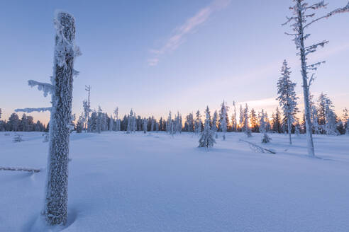 Sonnenuntergang auf mit Eis bedeckten Bäumen im borealen Wald (Taiga), Kiruna, Landkreis Norrbotten, Lappland, Schweden, Skandinavien, Europa - RHPLF04694