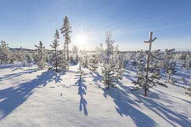 Sunburst auf gefrorenen Bäumen mit Schnee bedeckt, Kiruna, Norrbotten County, Lappland, Schweden, Skandinavien, Europa - RHPLF04695