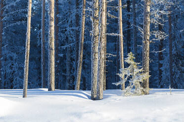 Mit Eis bedeckte Baumstämme im verschneiten Wald, Kiruna, Landkreis Norrbotten, Lappland, Schweden, Skandinavien, Europa - RHPLF04696