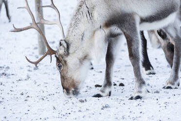 Close up of a reindeer, Abisko, Kiruna Municipality, Norrbotten County, Lapland, Sweden, Scandinavia, Europe - RHPLF04698