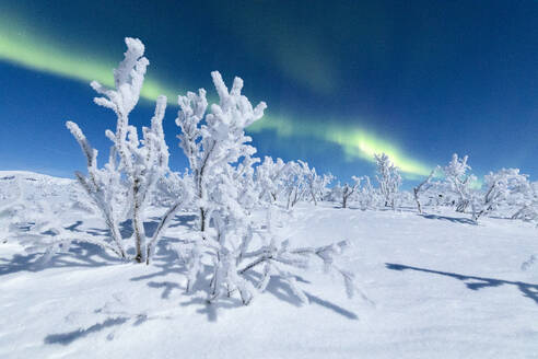 Gefrorene, schneebedeckte Bäume unter den Nordlichtern (Aurora Borealis), Abisko, Gemeinde Kiruna, Landkreis Norrbotten, Lappland, Schweden, Skandinavien, Europa - RHPLF04701