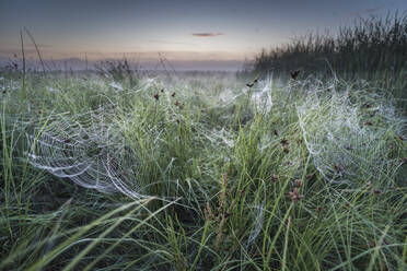 Dew covered orb web in mist at dawn, Elmley Marshes National Nature Reserve, Isle of Sheppey, Kent, England, United Kingdom, Europe - RHPLF04710