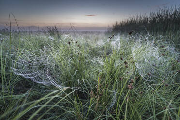 Mit Tau bedeckte Spinnwebe im Nebel in der Morgendämmerung, Elmley Marshes National Nature Reserve, Isle of Sheppey, Kent, England, Vereinigtes Königreich, Europa - RHPLF04710