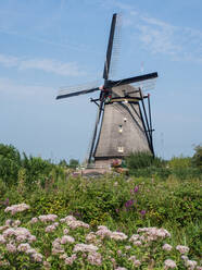 Windmühle, Kinderdijk, UNESCO-Welterbe, Niederlande, Europa - RHPLF04723
