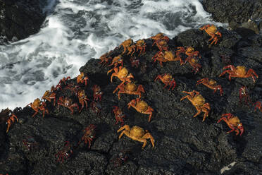 Sally Lightfoot Krabbe (Grapsus grapsus), Bachas Strand, Nord Seymour Insel, Galapagos Inseln, UNESCO Weltkulturerbe, Ecuador, Südamerika - RHPLF04737