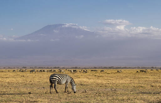 Zebra und Kilimandscharo im Amboseli-Nationalpark, Kenia, Ostafrika, Afrika - RHPLF04739