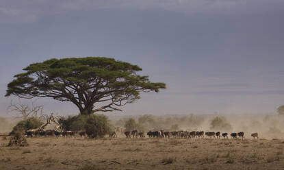 Rinder auf dem Rückweg von einem Wasserloch im Amboseli-Nationalpark, Kenia, Ostafrika, Afrika - RHPLF04741