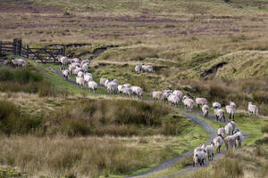 Eine Herde Swaledale-Schafe, die auf einem Pfad an einem Berghang im Forest of Bowland in Lancashire, England, Vereinigtes Königreich, Europa, entlanglaufen - RHPLF04744