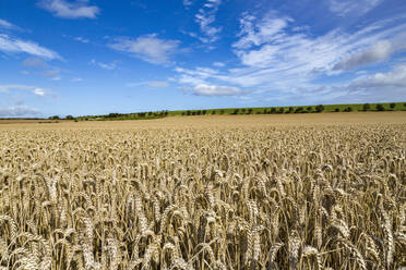 Großes reifes Weizenfeld in Northumberland, England, Vereinigtes Königreich, Europa - RHPLF04753