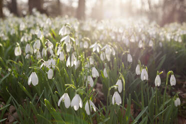 Schneeglöckchen im Winterwald, The Cotswolds, Gloucestershire, England, Vereinigtes Königreich, Europa - RHPLF04790