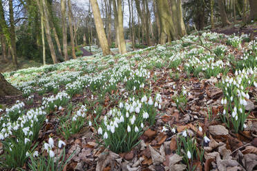 Snowdrops in woodland at the Rococo Garden, Painswick, The Cotswolds, Gloucestershire, England, United Kingdom, Europe - RHPLF04791