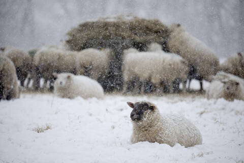 Weiße Schafe mit Schnee bedeckt, die im Schnee liegen, und Schafe, die Heu fressen, Burwash, East Sussex, England, Vereinigtes Königreich, Europa, lizenzfreies Stockfoto