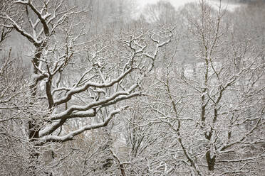 Schneebedeckte Äste, Burwash, East Sussex, England, Vereinigtes Königreich, Europa - RHPLF04793