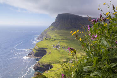 Wildblumen auf Felsen, Gasadalur, Insel Vagar, Färöer Inseln, Dänemark, Europa - RHPLF04848