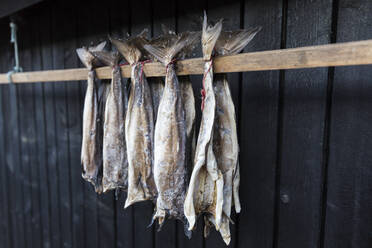 Dried stockfish, Giogv, Eysturoy Island, Faroe Islands, Denmark, Europe - RHPLF04858