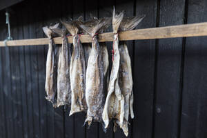 Getrockneter Stockfisch, Giogv, Insel Eysturoy, Färöer Inseln, Dänemark, Europa - RHPLF04858