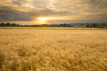 Sunset over a barley field, Austria, Europe - RHPLF04888
